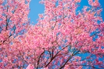 日本樱花