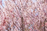 日本樱花