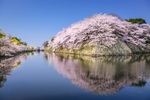 日本樱花