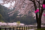日本樱花