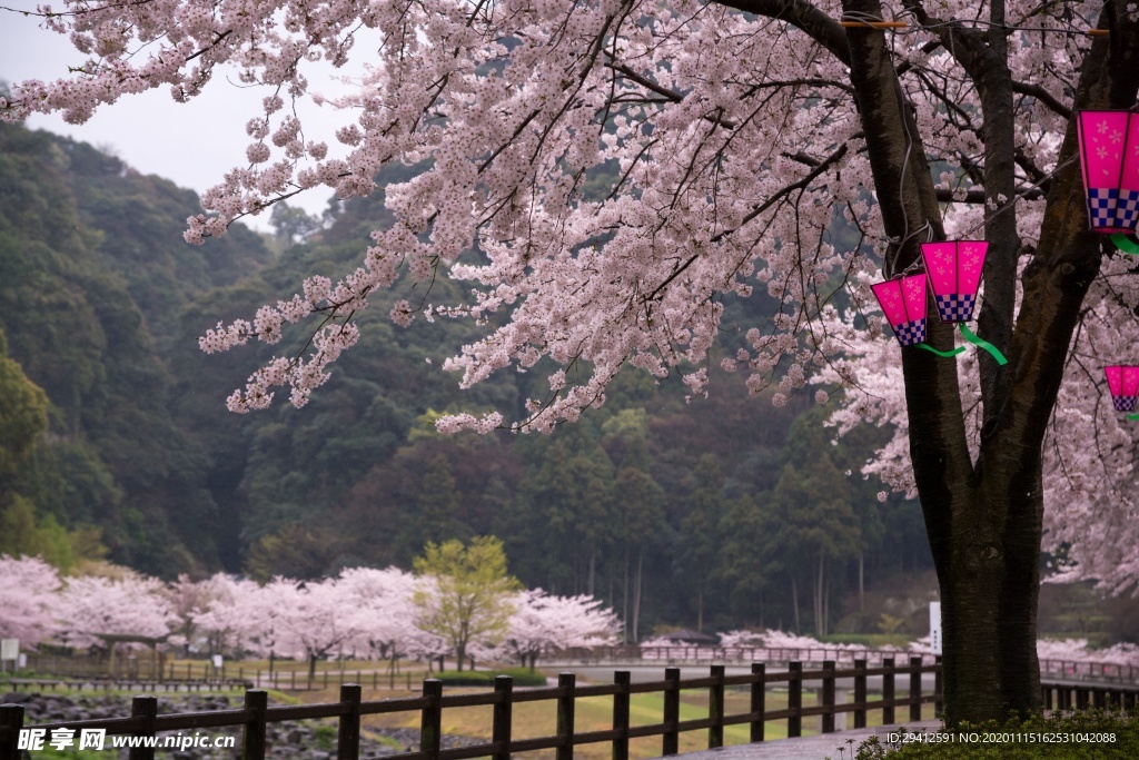 日本樱花