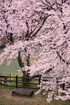 日本樱花