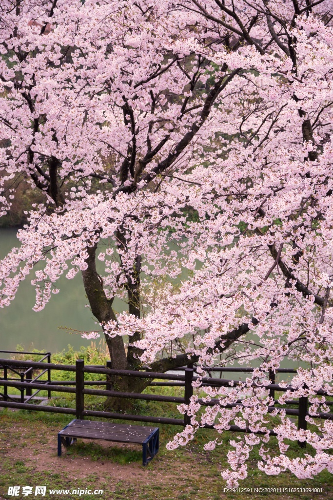 日本樱花