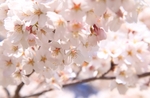日本樱花