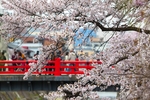 日本樱花