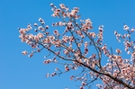 日本樱花
