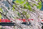 日本樱花
