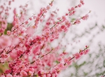 日本樱花