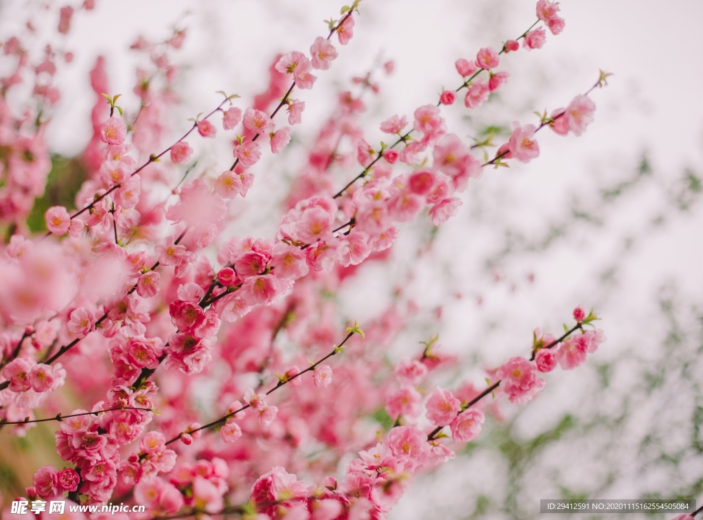 日本樱花