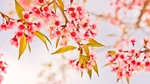 日本樱花