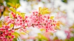 日本樱花