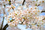 日本樱花