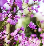 日本樱花