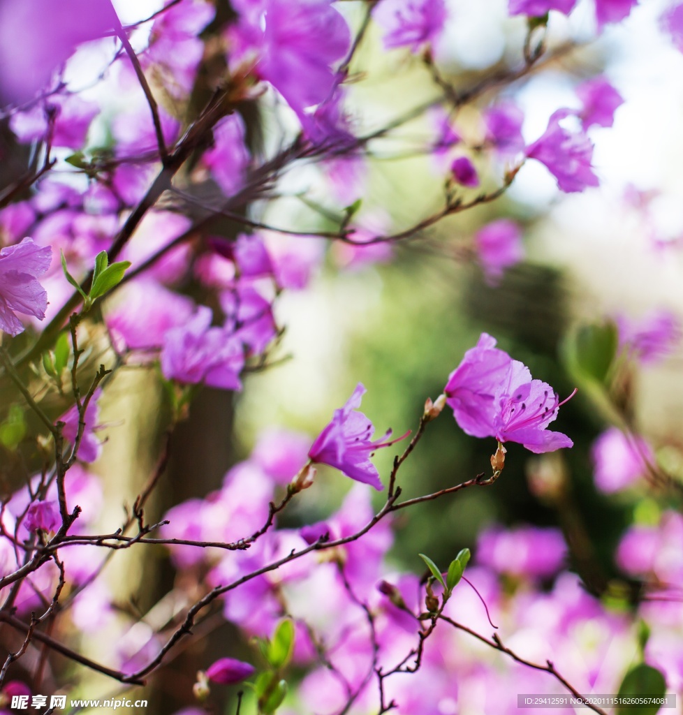 日本樱花