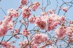 日本樱花
