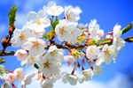 日本樱花