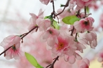 日本樱花
