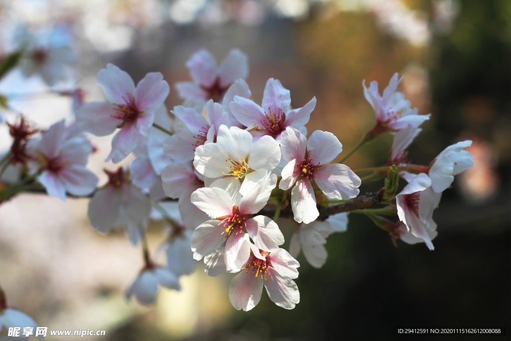 日本樱花