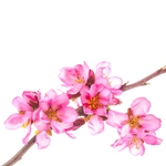 日本樱花