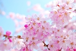 日本樱花