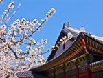 日本樱花