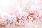 日本樱花