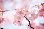 日本樱花