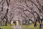 日本樱花