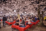 日本樱花
