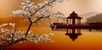 日本樱花