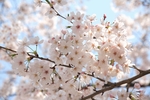 日本樱花