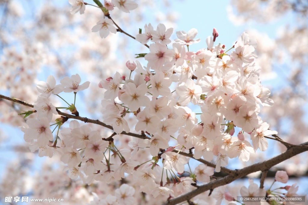 日本樱花