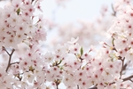日本樱花