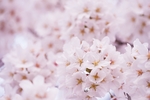 日本樱花