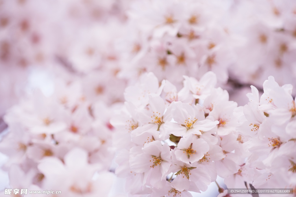 日本樱花