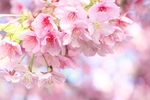 日本樱花