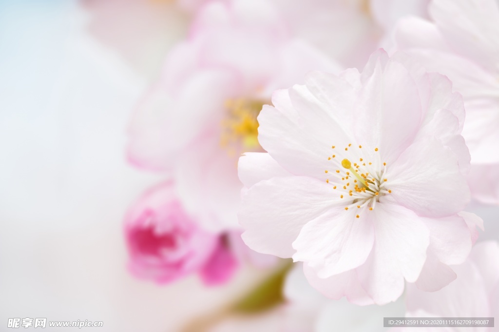 日本樱花