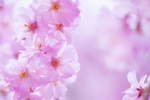 日本樱花