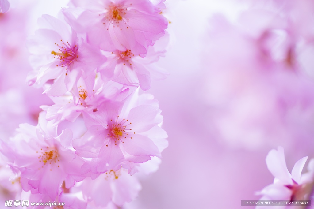 日本樱花