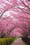 日本樱花