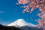 日本樱花