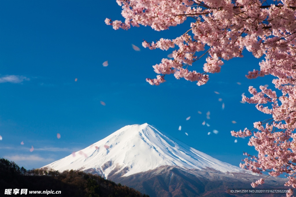 日本樱花
