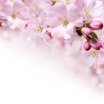 日本樱花