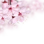 日本樱花