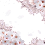 日本樱花