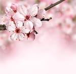 日本樱花