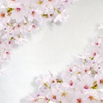 日本樱花
