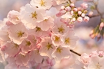 日本樱花