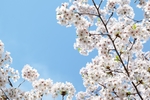 日本樱花