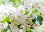 日本樱花